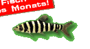 Fisch des Monats