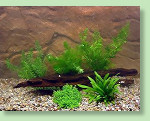 Aquarienpflanzen einsetzen Aquarienpflanzen