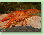 Orange Zwergkrebs - Cambarellus patzcuarensis sp. Orange Orange Zwergkrebs