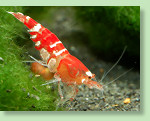 Kristallrote Zwerggarnele - Caridina cantonensis 'Crystal Red' Kristallrote Zwerggarnele