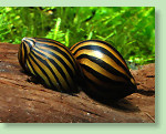 Zebrarennschnecke - Vittina coromandeliana Zebrarennschnecke