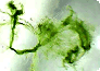 Cyanobakterien
