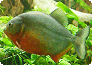 Piranha