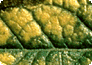 Blatt mit typischer Chlorose