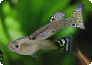 Guppy, einer der beliebtesten Aquarienfische mit deutlichem Geschlechtsdimorphismus: Männchen kleiner, aber wesentlich bunter