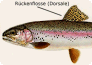 Rückenflosse (Dorsale)