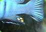 Zwergzebra (Cynotilapia afra) mit Eiflecken in der Afterflosse