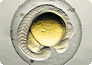 Fisch-Embryo