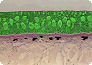Epidermis eines Fisches (grün dargestellt)