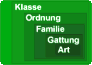 Taxonomie - Systematik der Fische