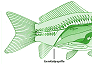 Genitalpapille