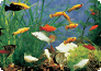 Gesellschaftsaquarium