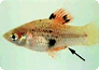 Gonopodium bei einem Platy