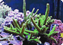 Steinkorallen im Aquarium