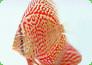 Jungtier des Leopard Skin Diskus