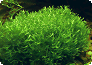 Teichlebermoos (Riccia fluitans)