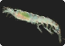 Der Antarktische Krill (Euphausia superba) gehört zu den garnelenartigen Wirbellosen