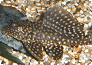 Glyptoperichthys joselimaianus WEBER, 1991