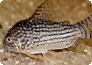 Corydoras-Weibchen mit deutlichem Laichansatz