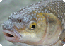 Perlfisch mit auffälligem Laichausschlag