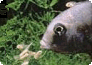 Maulbrüter