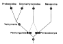 Monophyletische Gruppe