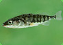 Der Dreistachlige Stichling (Gasterosteus aculeatus) gehört zu den Physoclisten.