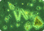 Phytoplankton