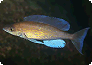 Cyprichromis gelten als Zooplanktonfresser