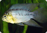 Die Männchen vom Apistogramma borellii sind nur wenig polygam, trotzdem sollte man immer mehrere Weibchen zu einem Männchen setzen