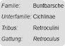 Beispiel: Die Retroculini sind eine Tribus der Buntbarsche. Beispiel: Die Retroculini sind eine Tribus der Buntbarsche.