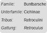 Beispiel: Die Retroculini sind eine Tribus der Buntbarsche.