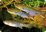 Fundulopanchax gardneri gardneri