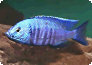 Copadichromis azureus