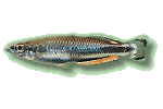 Ährenfisch