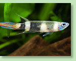 Ringelhechtling (Epiplatys annulatus) Ringelhechtling