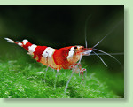 Die 'Crystal Red' ist ein auffälliger und attraktiver Farbklecks in jedem Nano-Aquarium Crystal Red