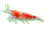 Kristallrote Zwerggarnele - Caridina cantonensis 'Crystal Red' Kristallrote Zwerggarnele