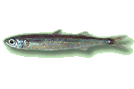 Kleiner Ährenfisch