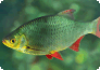 Die Rotfeder (Scardinius erythrophthalmus) gehört zu den Physostomen.
