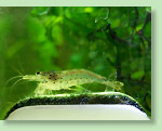 Amanogarnele - Caridina japonica Amanogarnele