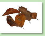 Herbstlaub