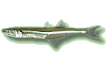Mondährenfisch