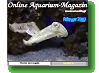 Online Aquarium-Magazin