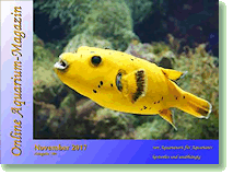 Online Aquarium-Magazin Online Aquarium-Magazin