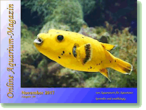 Online Aquarium-Magazin