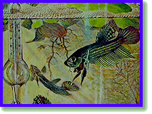 Online Aquarium-Magazin Online Aquarium-Magazin
